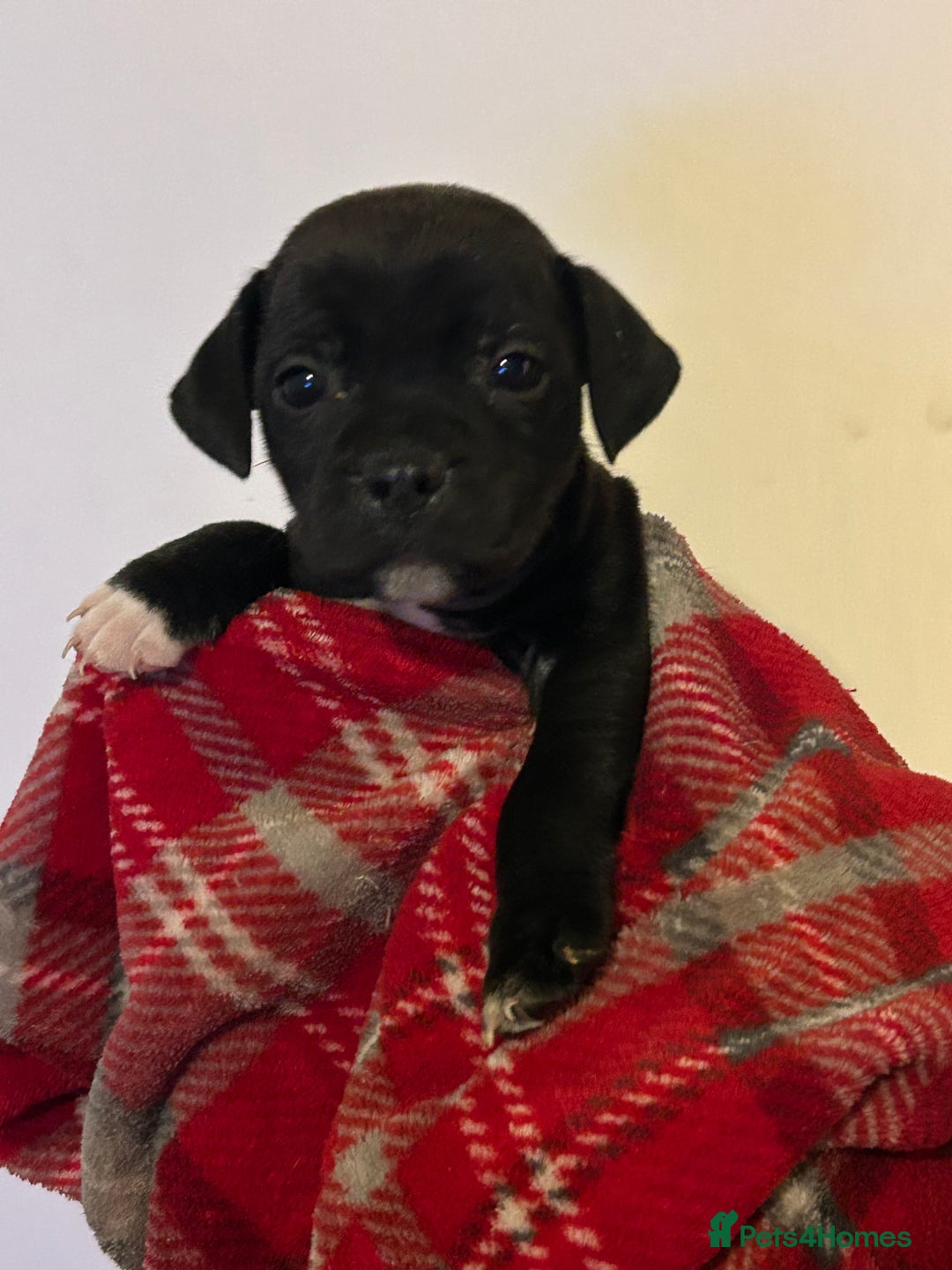 Staffordshire Bull Terrier dogs for sale: Beautiful litter of staff pups for sale  - Advert 4