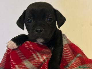 Staffordshire Bull Terrier dogs Beautiful litter of staff pups for sale - Advert 1