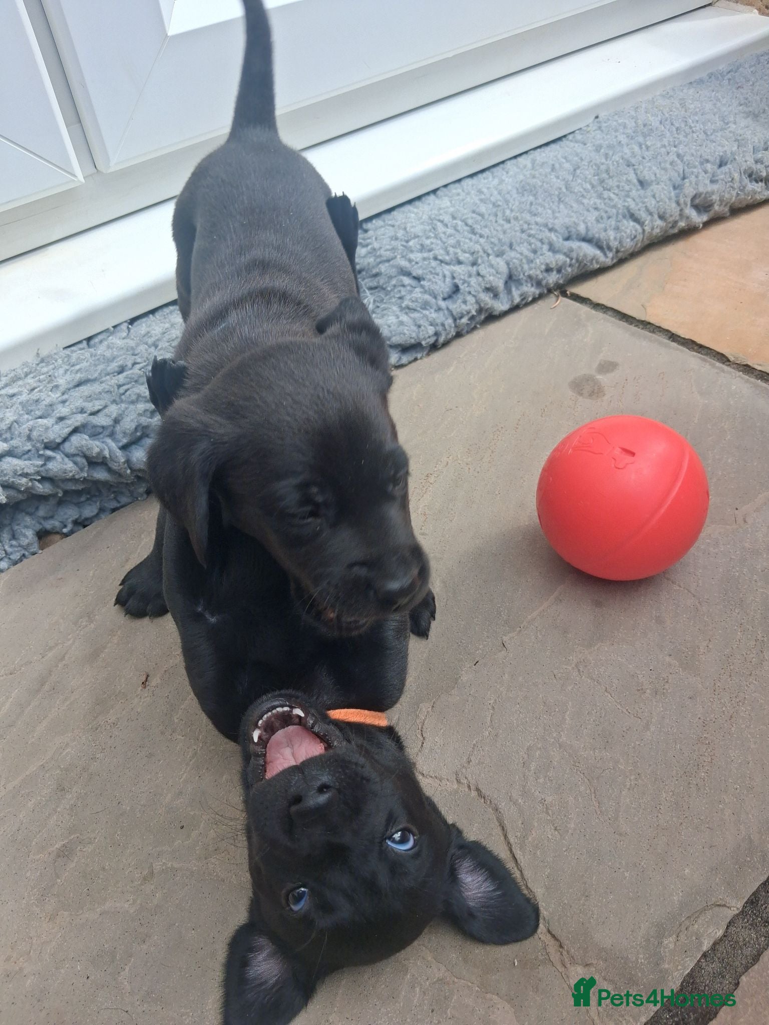 Labrador Retriever dogs Beautiful Black Labrador Puppies For Sale - Advert 1