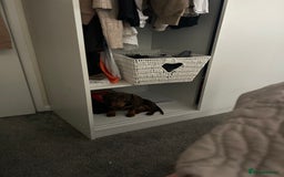 Miniature Dachshund dogs for sale: Ellie✨ - Advert 1