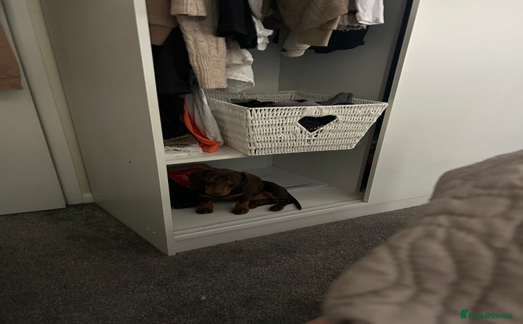 Miniature Dachshund dogs Ellie✨ - Advert 1