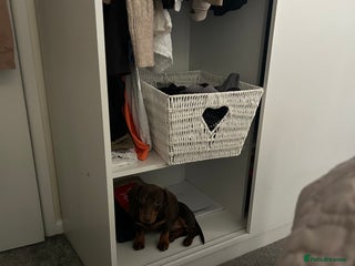 Miniature Dachshund dogs Ellie✨ - Advert 1