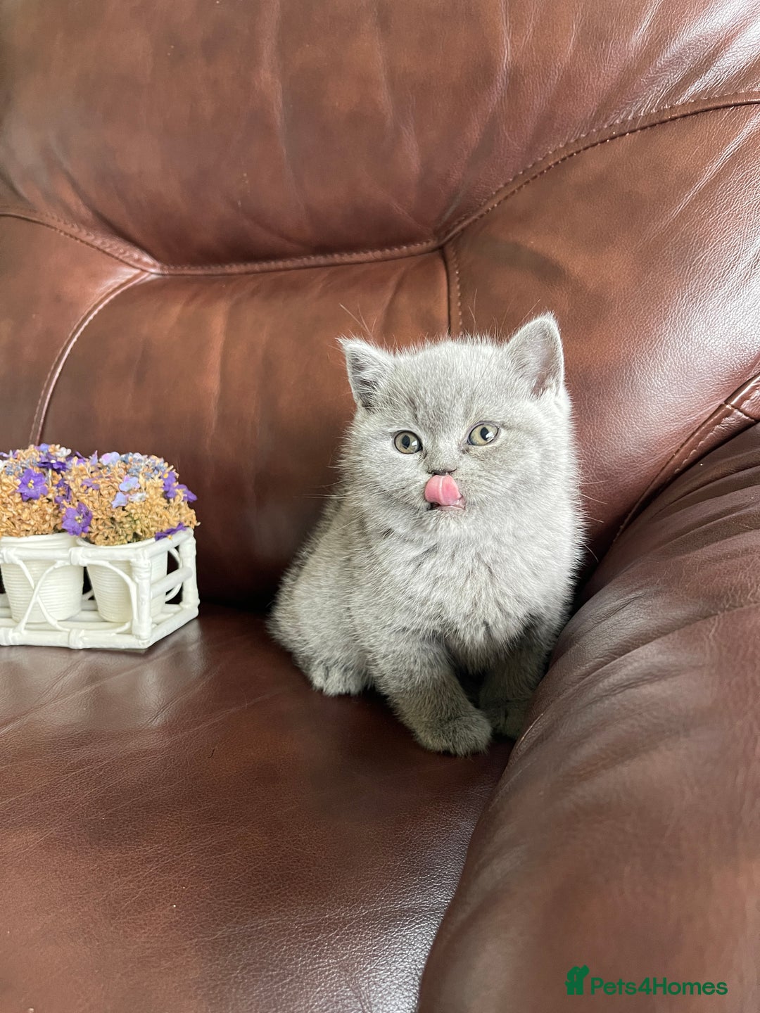 British Shorthair cats for sale:  British Blue kittens - Image 26