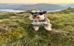 Miniature Schnauzer dogs for sale: Adorable Miniature Schnauzers - Image 20