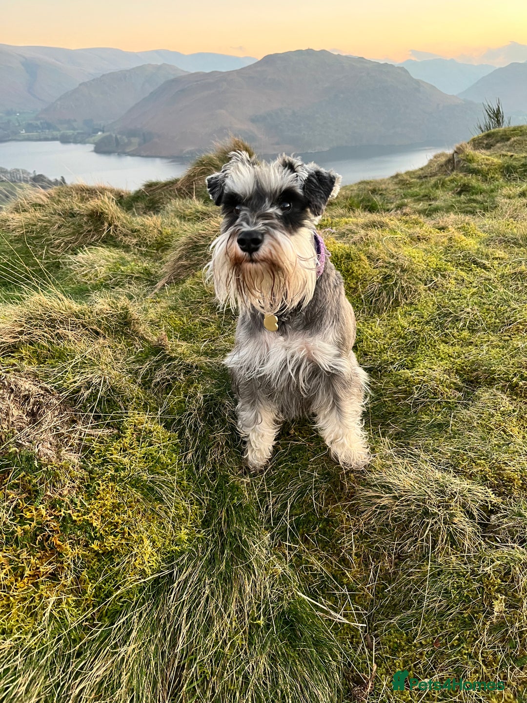Miniature Schnauzer dogs for sale: Adorable Miniature Schnauzers - Image 20