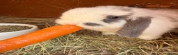 Mini Lop rabbits for sale: Pure mini lops in Bury Saint Edmunds - Advert 5