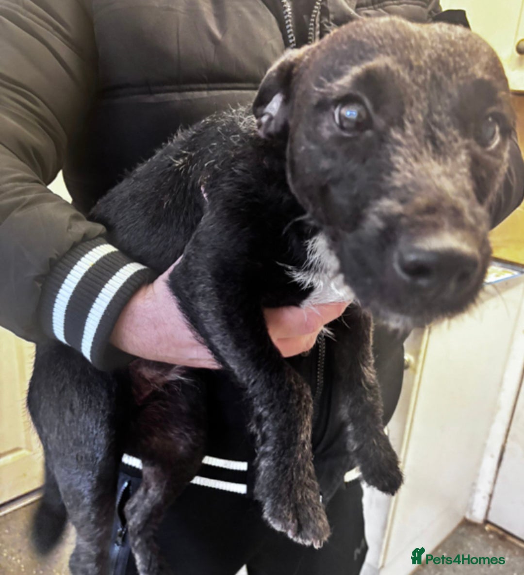 Patterjack dogs for sale: Patterjacks  - Advert 1