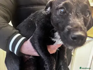 Patterjack dogs Patterjacks - Advert 18