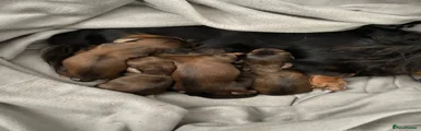 Miniature Dachshund Puppy 5