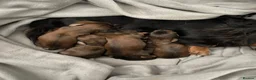 Miniature Dachshund dogs for sale: 6 miniature longhaired dachshund -  - Advert 5