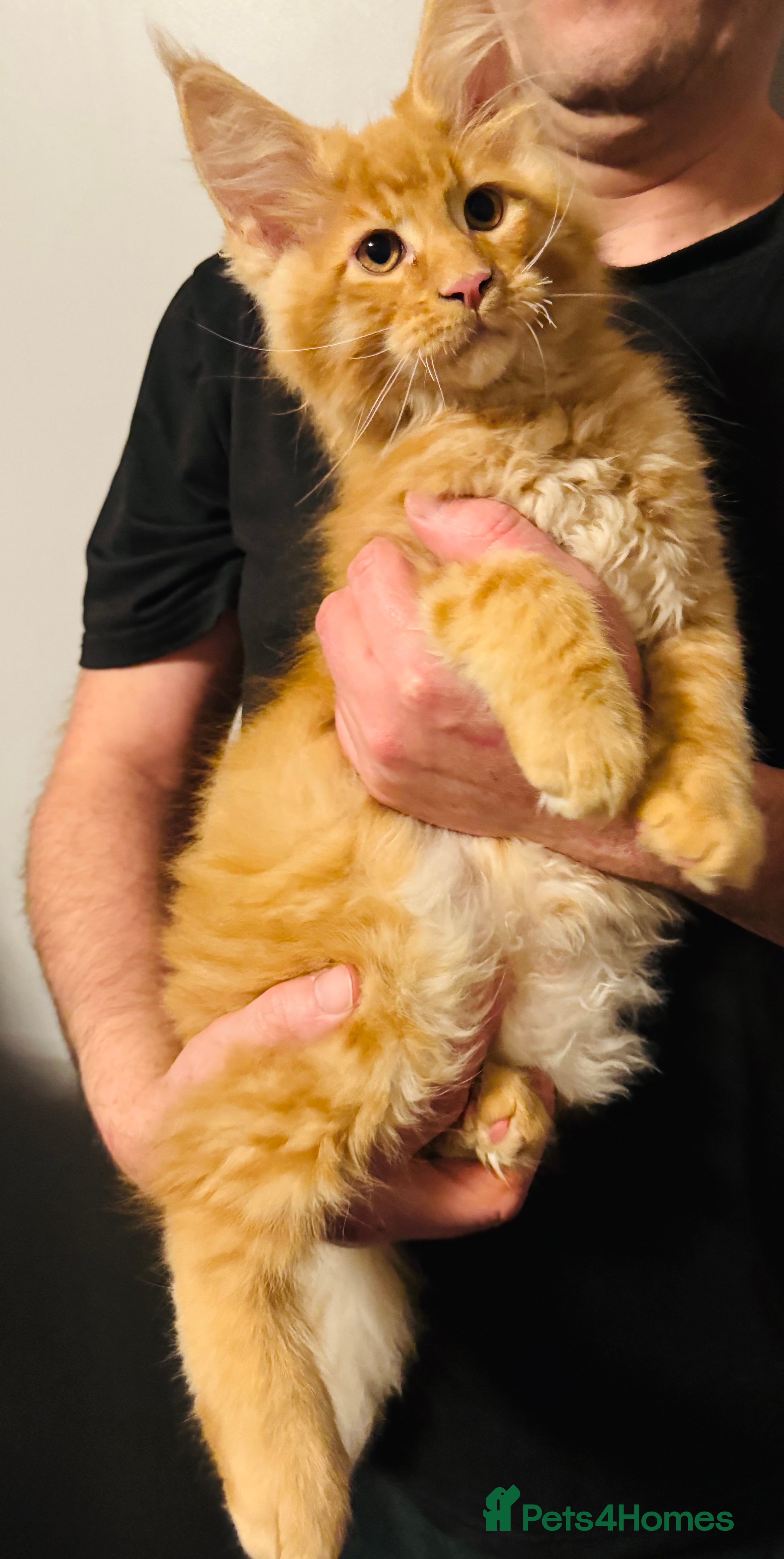 Maine Coon cats Ready to go TICA Maine Coon kittens active availab - Advert 8