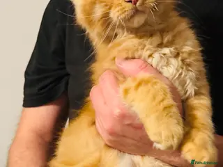 Maine Coon cats Ready to go TICA Maine Coon kittens active availab - Advert 8