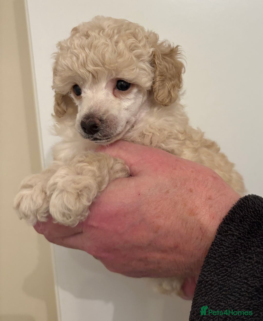 Toy Poodle dogs for sale: KC Registered Toy Poodle Puppies - Advert 8
