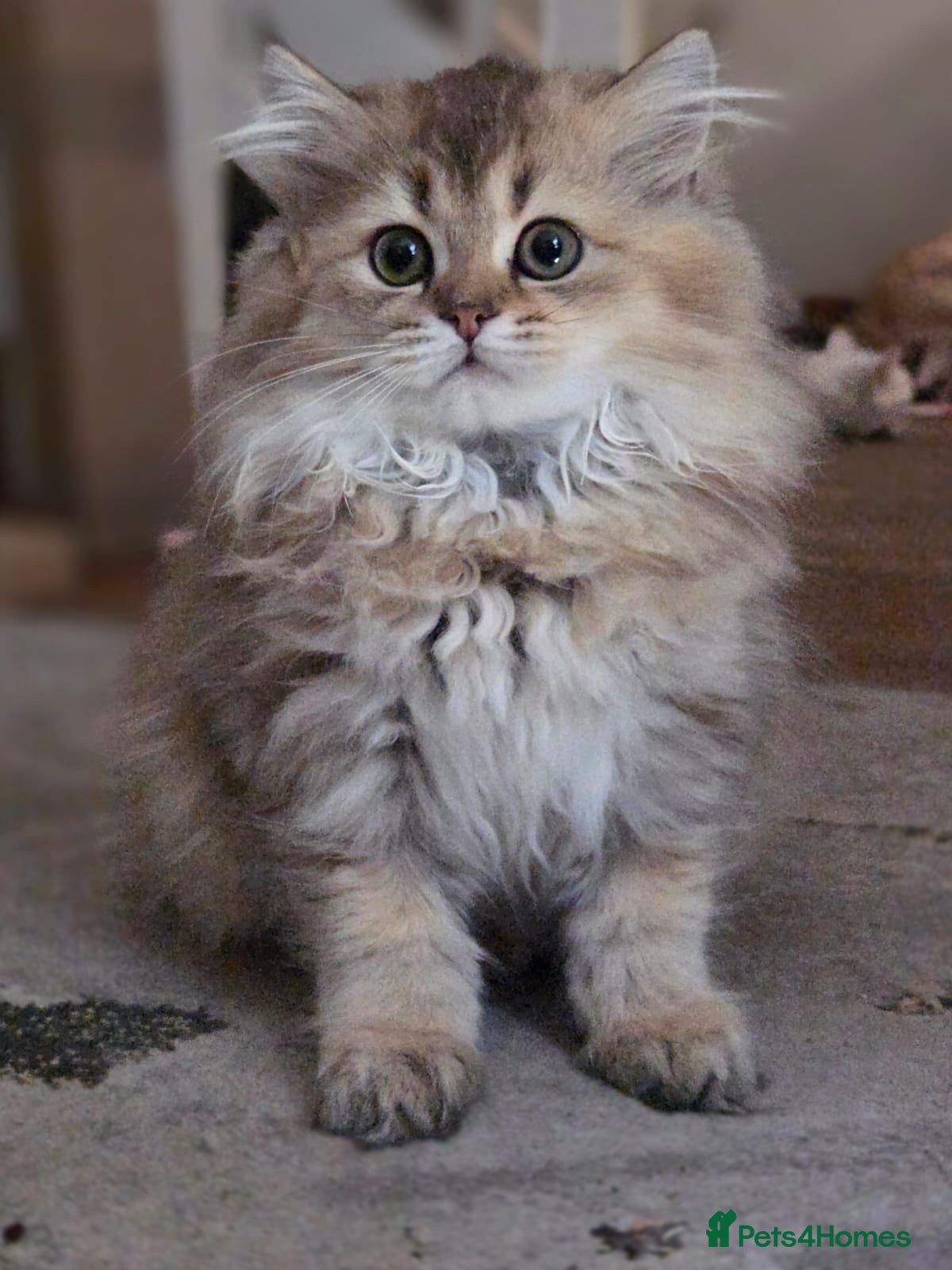 Scottish Fold cats  Kittens Ready for Their Forever Homes - Advert 1