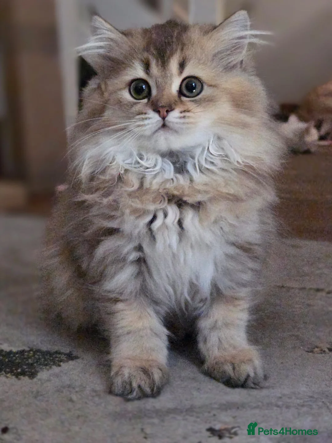 Scottish Fold cats for sale:  Kittens Ready for Their Forever Homes - Advert 1