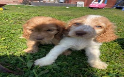 Cocker Spaniel dogs for sale: Lemon Roan - Female Show Cocker Spaniel puppy  - Image 1