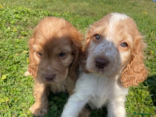 Cocker Spaniel dogs - Advert 34