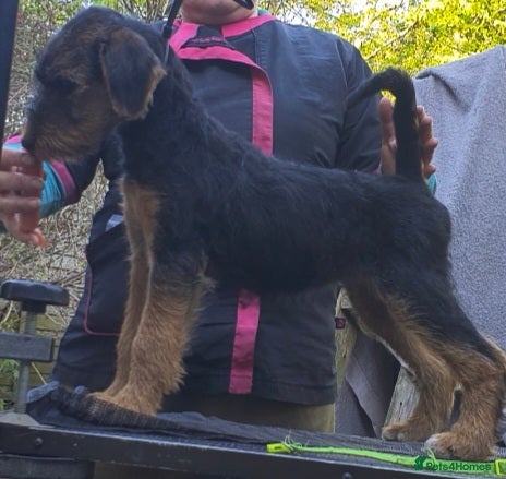 Airedale Terrier dogs Airedale puppies from health tested parents  - Advert 1