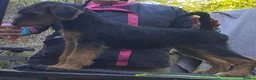 Airedale Terrier dogs for sale: Airedale puppies from health tested parents  - Advert 1