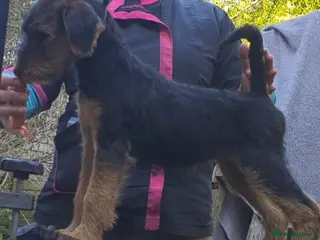 Airedale Terrier dogs Airedale puppies from health tested parents - Advert 1