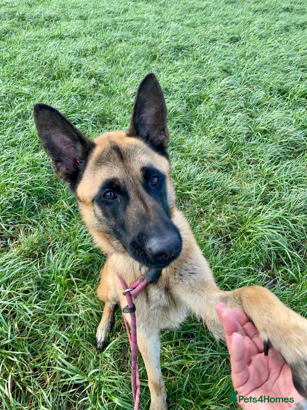 Mixed Breed dogs for adoption: Handsome CEDRIC - Advert 6