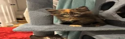 Maine Coon cats for sale: Absolutely gorgeous Maine Coon cross Kittens - Advert 29