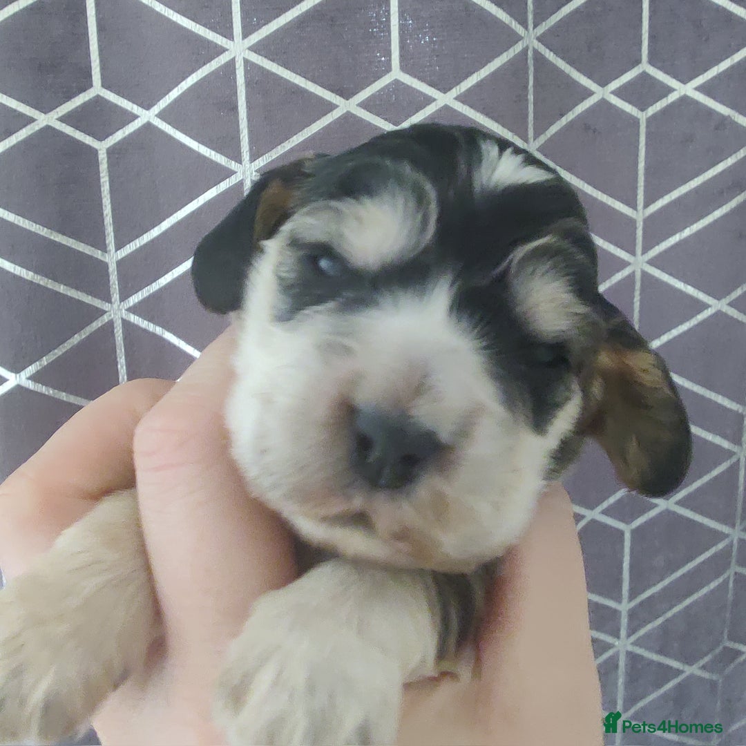 Cocker Spaniel dogs for sale: Show Type Cocker Spaniels Health Tested Parents  - Image 23