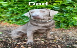 Labrador Retriever dogs for sale: Outstanding KC Registered Silver Labrador Puppies - Image 20