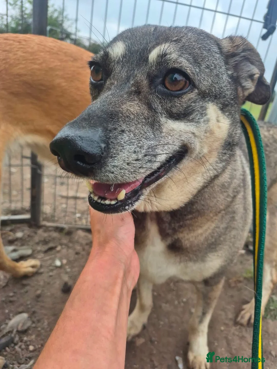 Mixed Breed dogs for adoption: Percy - Norwich Norfolk  - Advert 2