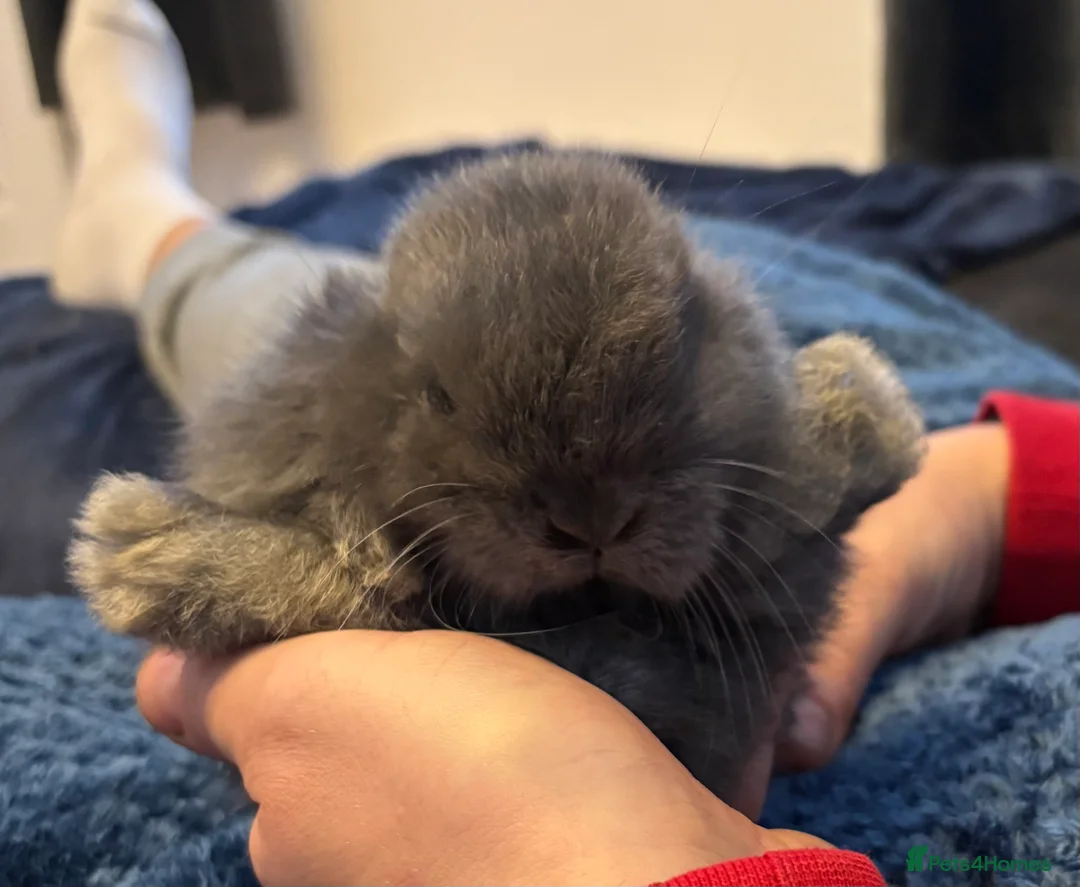 Mini Lop rabbits for sale: Beautiful pure bred mini lop bunnies - Advert 3