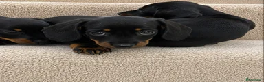 Miniature Dachshund 3