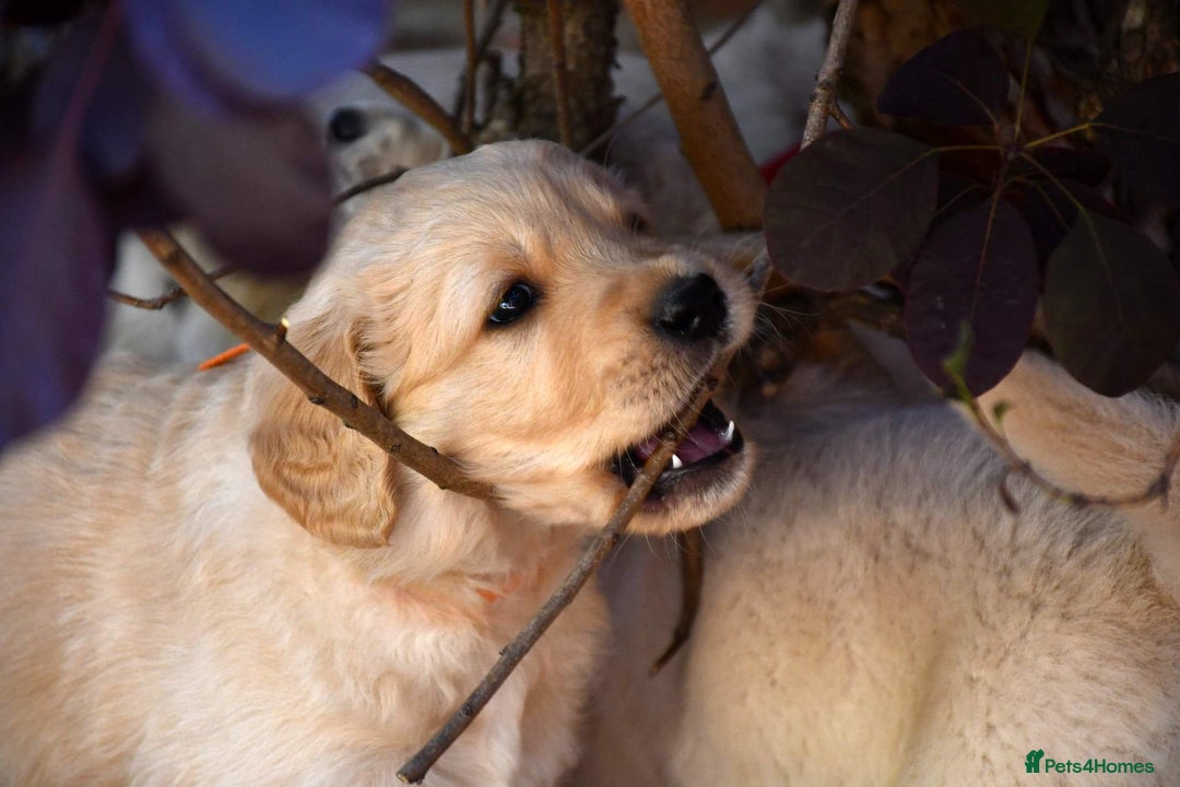Golden Retriever dogs for stud: Very Experienced Golden retriever stud in Telford - Advert 14