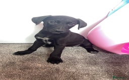 Borador dogs for sale: Collie x lab puppies - Image 6