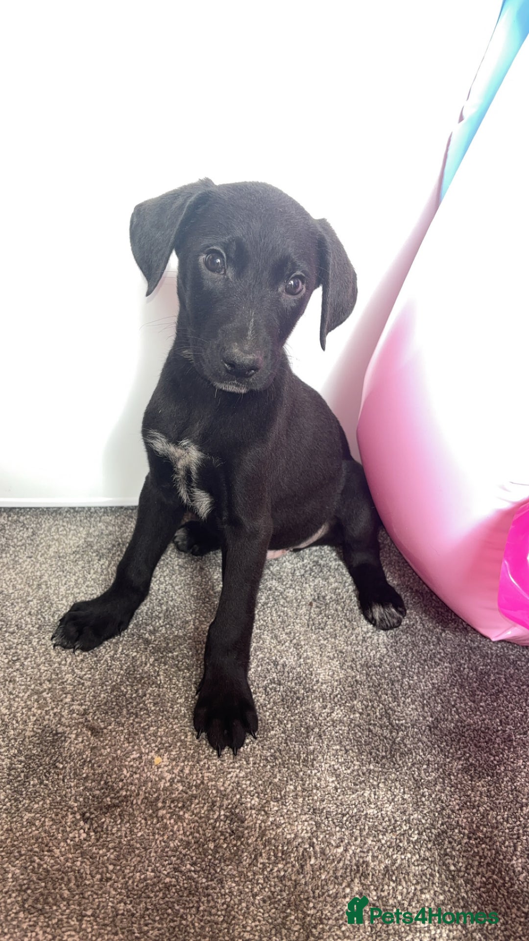 Borador dogs for sale: Collie x lab puppies - Image 6