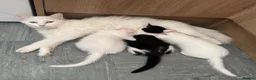 Domestic Shorthair cats for sale: 4 gorgeous kittens looking for their forever homes - Advert 3