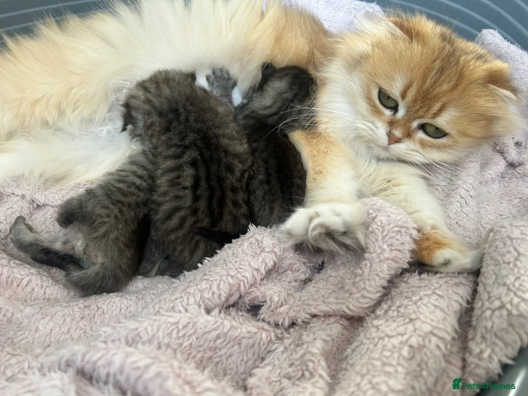 Scottish Fold cats for sale: Stunning Highland ScottishFold Kittens Rare Silver - Advert 1