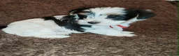 Biewer Terrier dogs for sale: Biewer Terrier Puppies - Boy Wiip & Girl Wiski  in Boston - Advert 8