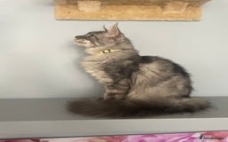 Maine Coon cats for sale: 🌟BIG FLUFFY BOY ready now🌟 Maine Coone kittens  in London - Image 7