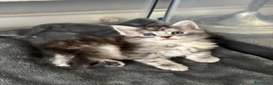 Maine Coon Kitten 2