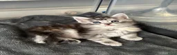 Maine Coon cats for sale: 🩷Beautiful Pedigree TICA Registered Maine Coons🩷 - Advert 20
