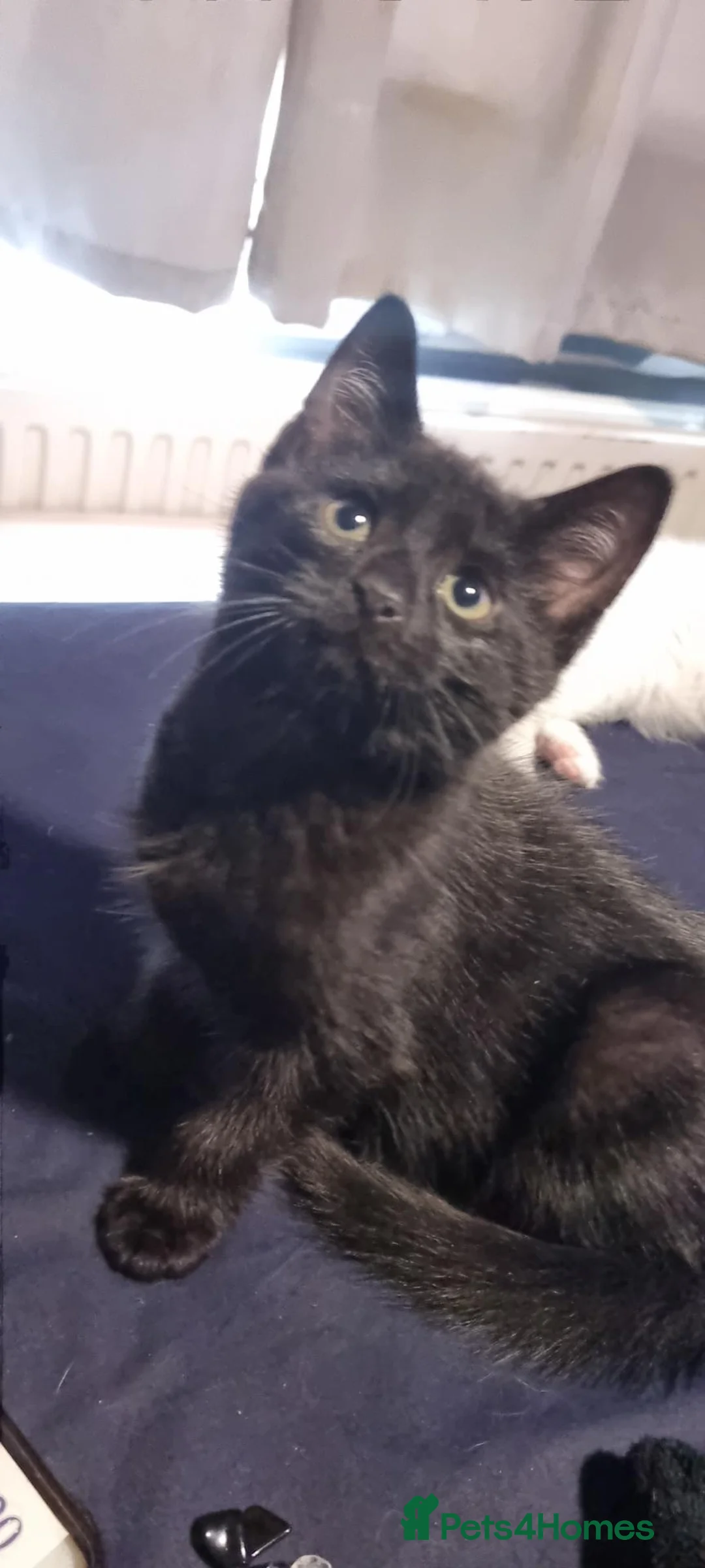 Mixed Breed cats for sale: 5 mixed breed 12 weeks kittens  - Advert 16