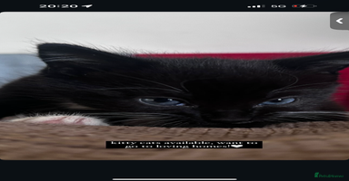 Mixed Breed cats - Advert 8