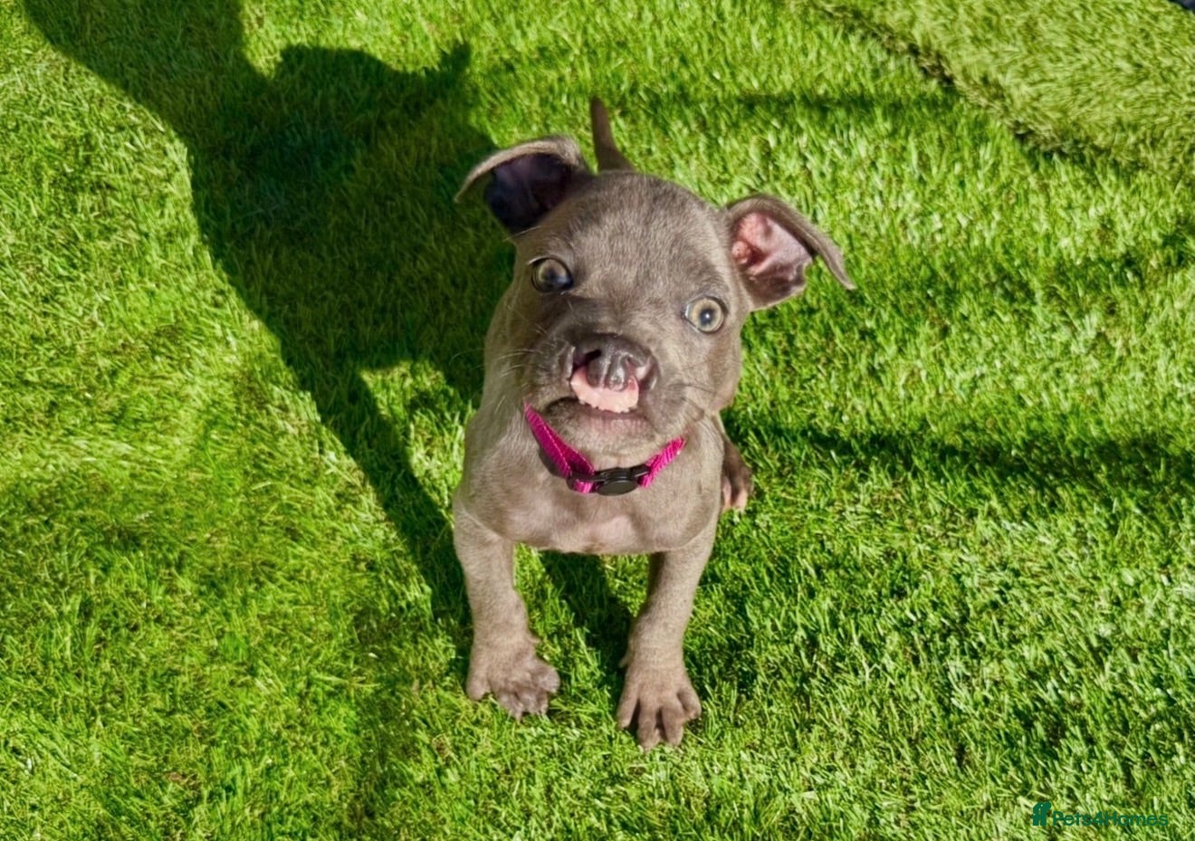 Staffordshire Bull Terrier dogs Beautiful Blue Staffordshire Bull Terrier Pup - Advert 2