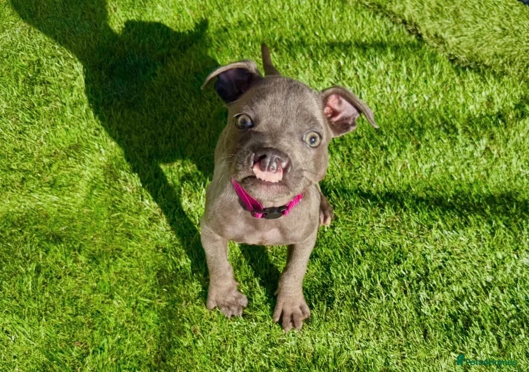 Staffordshire Bull Terrier dogs for sale: Beautiful Blue Staffordshire Bull Terrier Pup - Advert 2