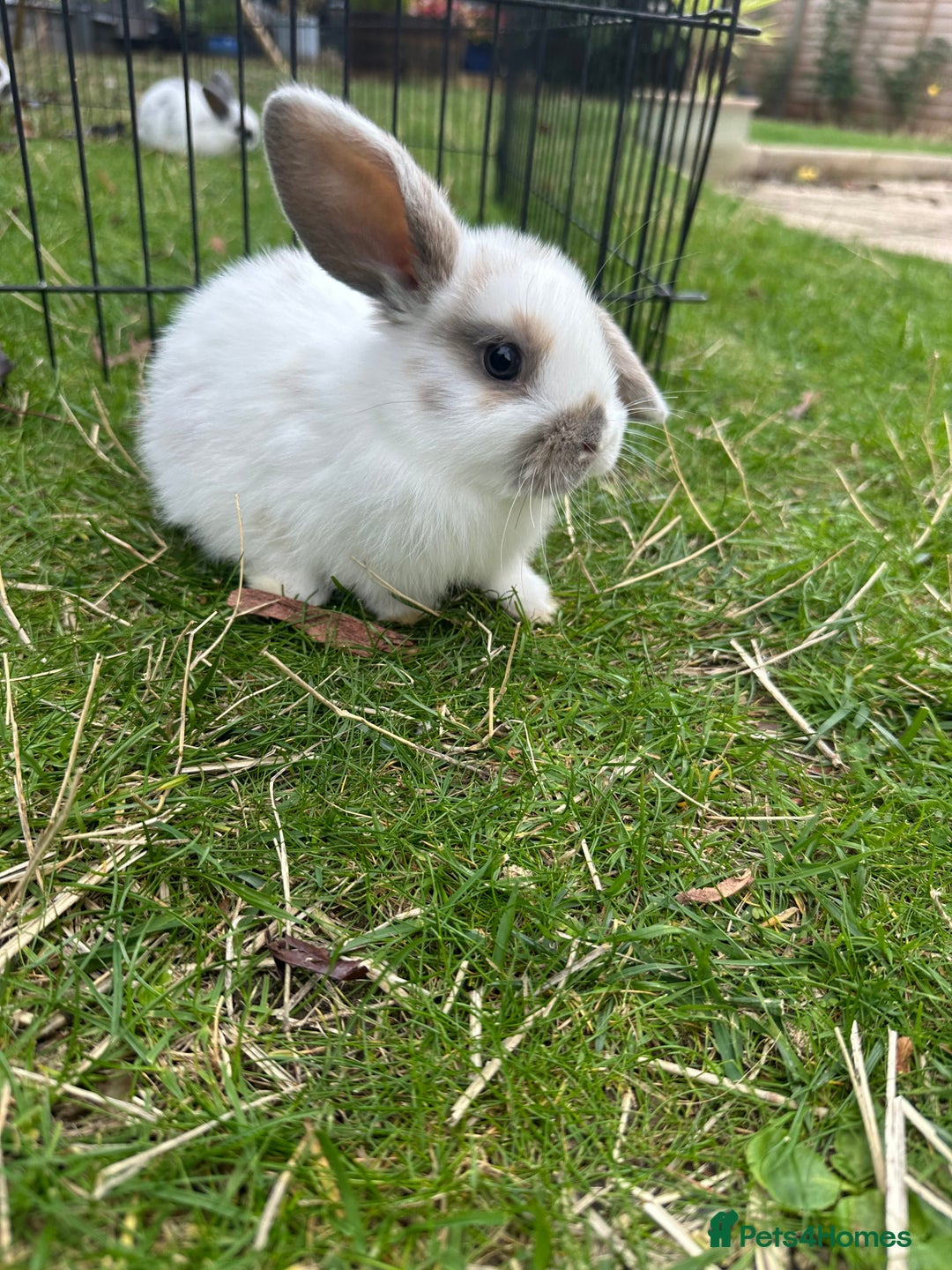 Mini Lop rabbits for sale: Mini lops - Image 7