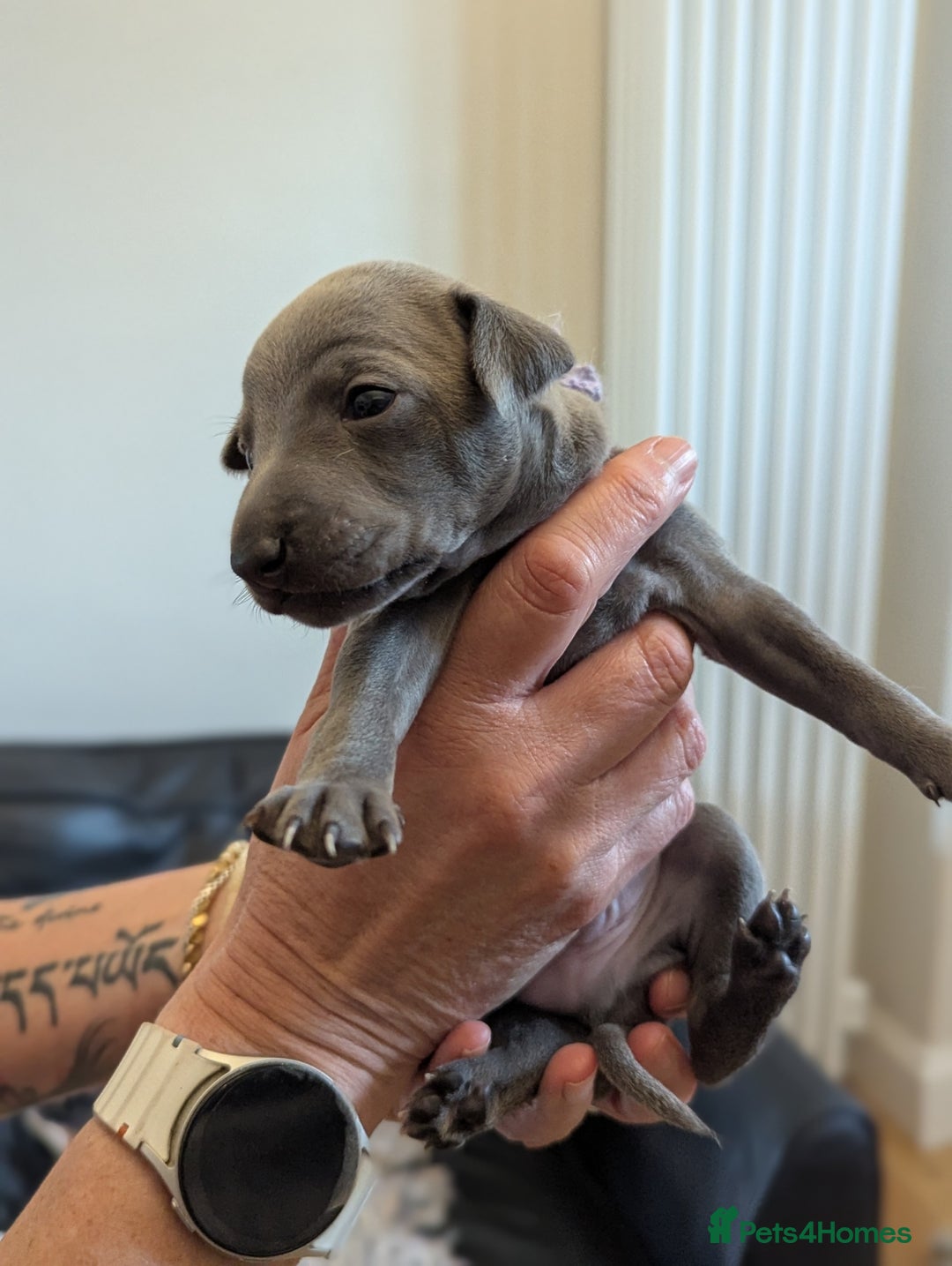 Italian Greyhound dogs for sale: Blue Italian Greyhound Puppies KC reg - Image 14