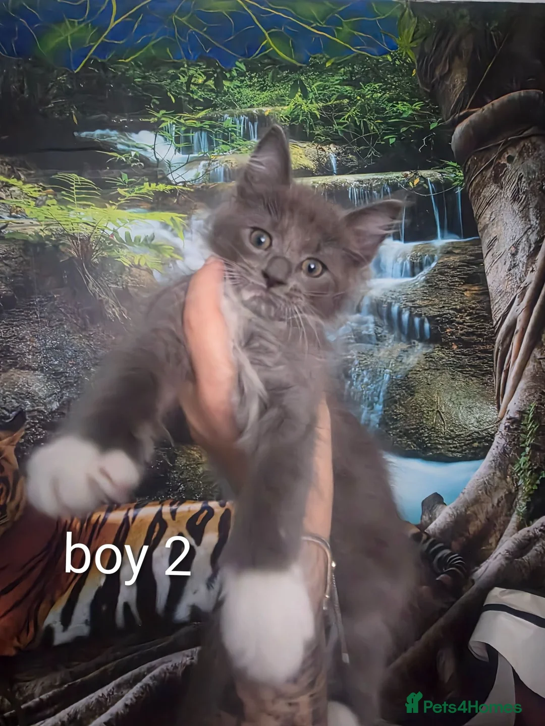 Ragcoon cats for sale: Beauty two boys looking for forever home - Advert 12