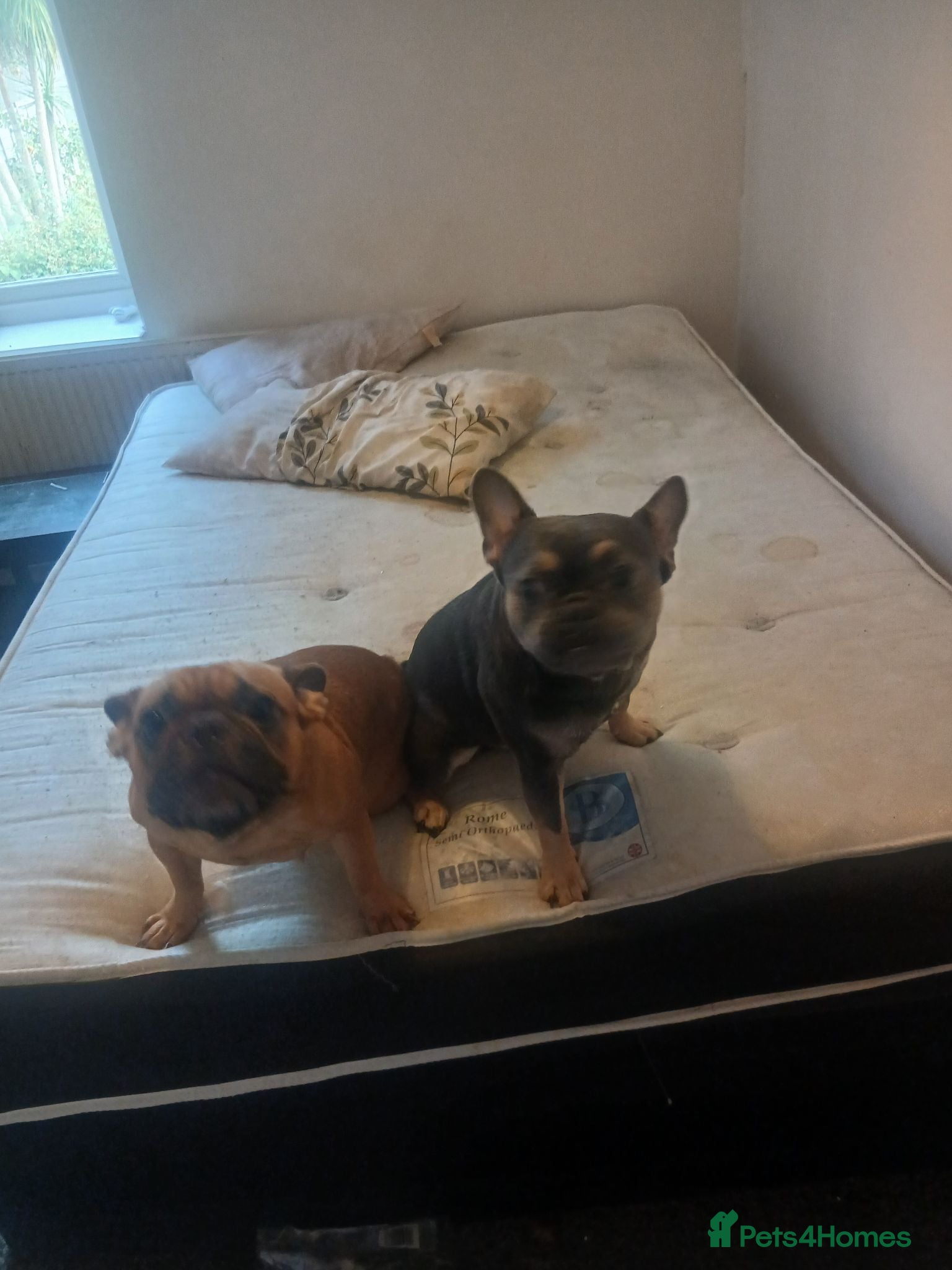 French Bulldog dogs Frech bull dogs - Advert 1