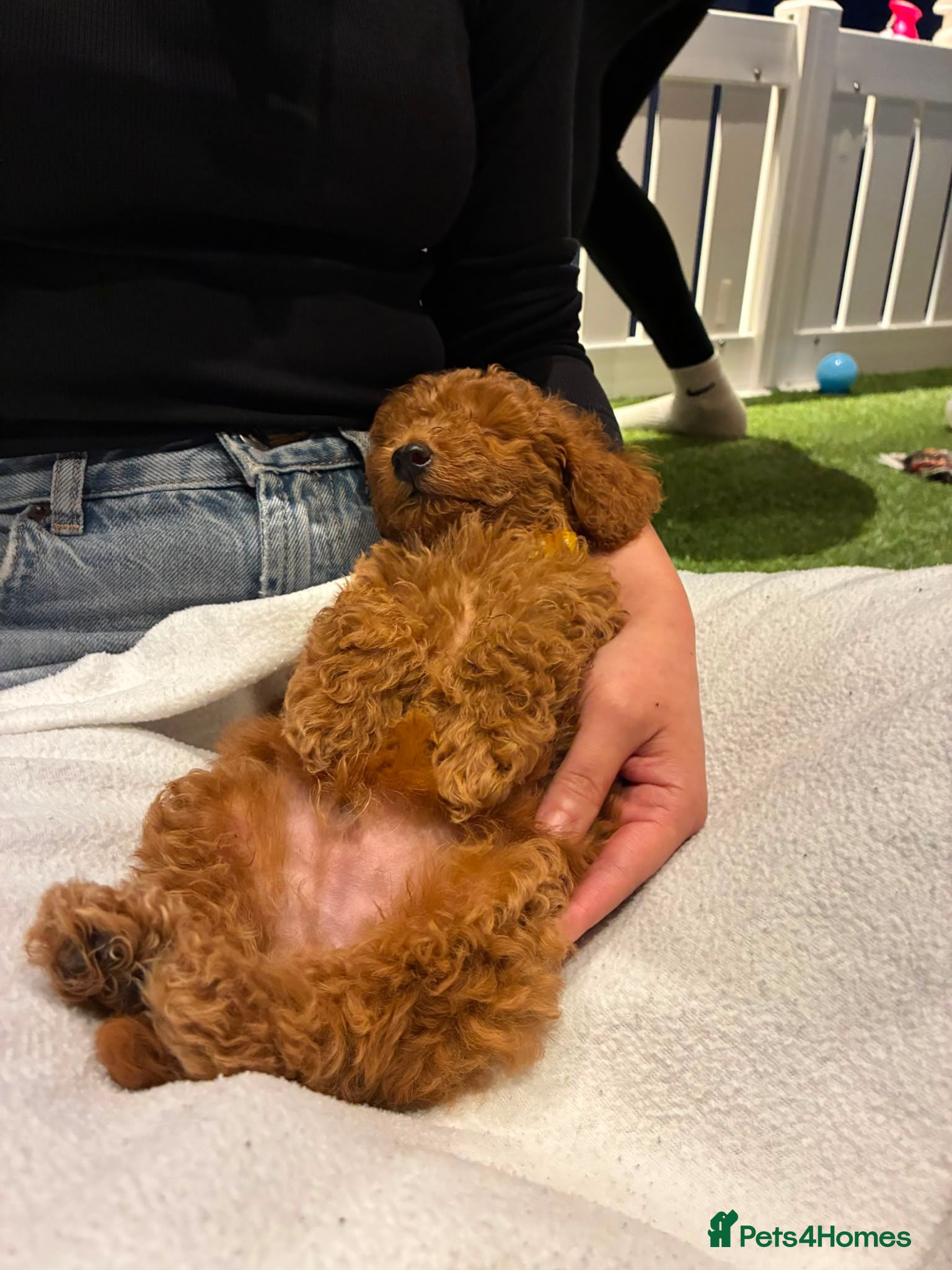Mixed Breed dogs Mini poodles - Advert 2