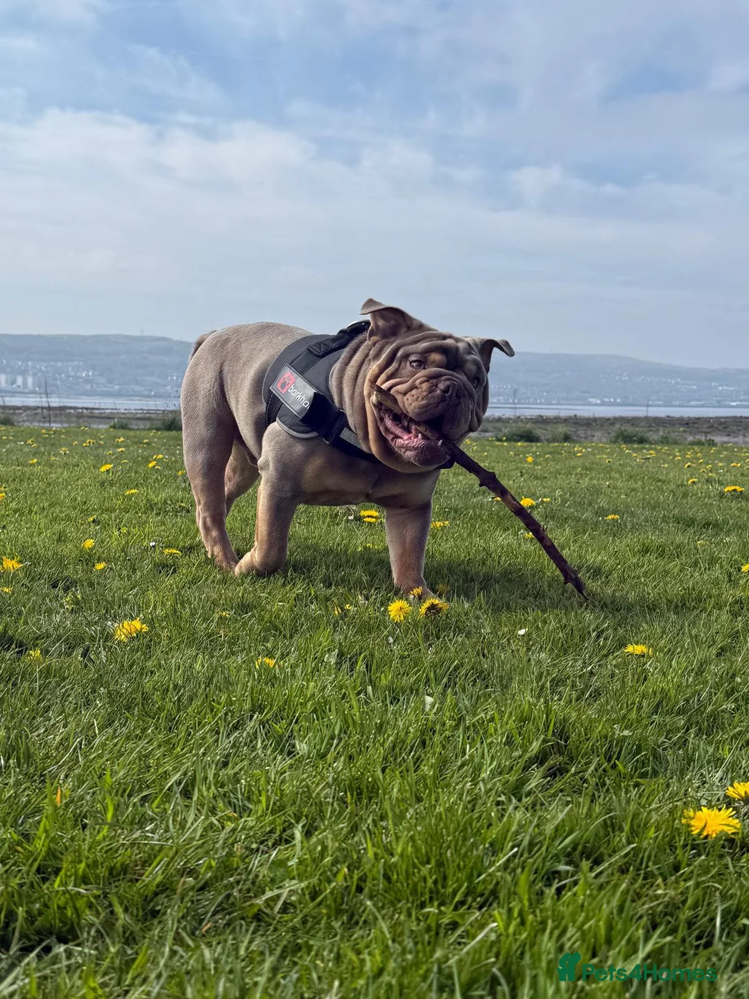 English Bulldog dogs for sale: Our stunning boy Stanley is available  - Advert 2